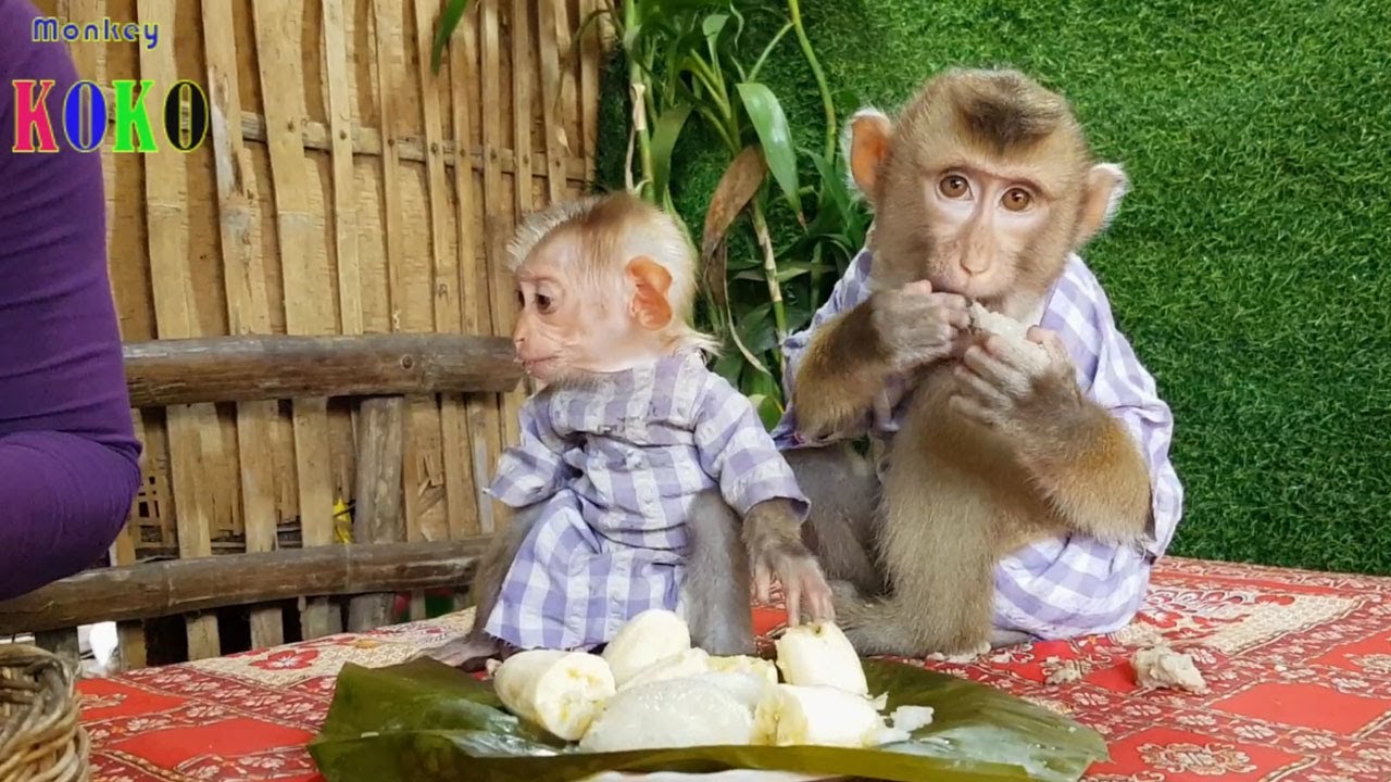 [Most Adorable Both] Cutie Yoko & Brother Koko Have Lunch Together So Delicious YouTube