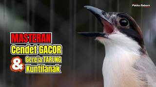 Masteran Cendet Gereja Tarung Sambung Kuntilanak