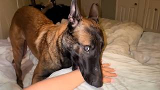 I've Never Regretted Having a Funny Dog at Home🤣😂 Funniest Dogs of 2026