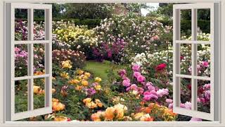 Watch the birdsong in your garden.🐦🎶🌷#wallpaper screenshot 1