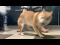 散歩の儀