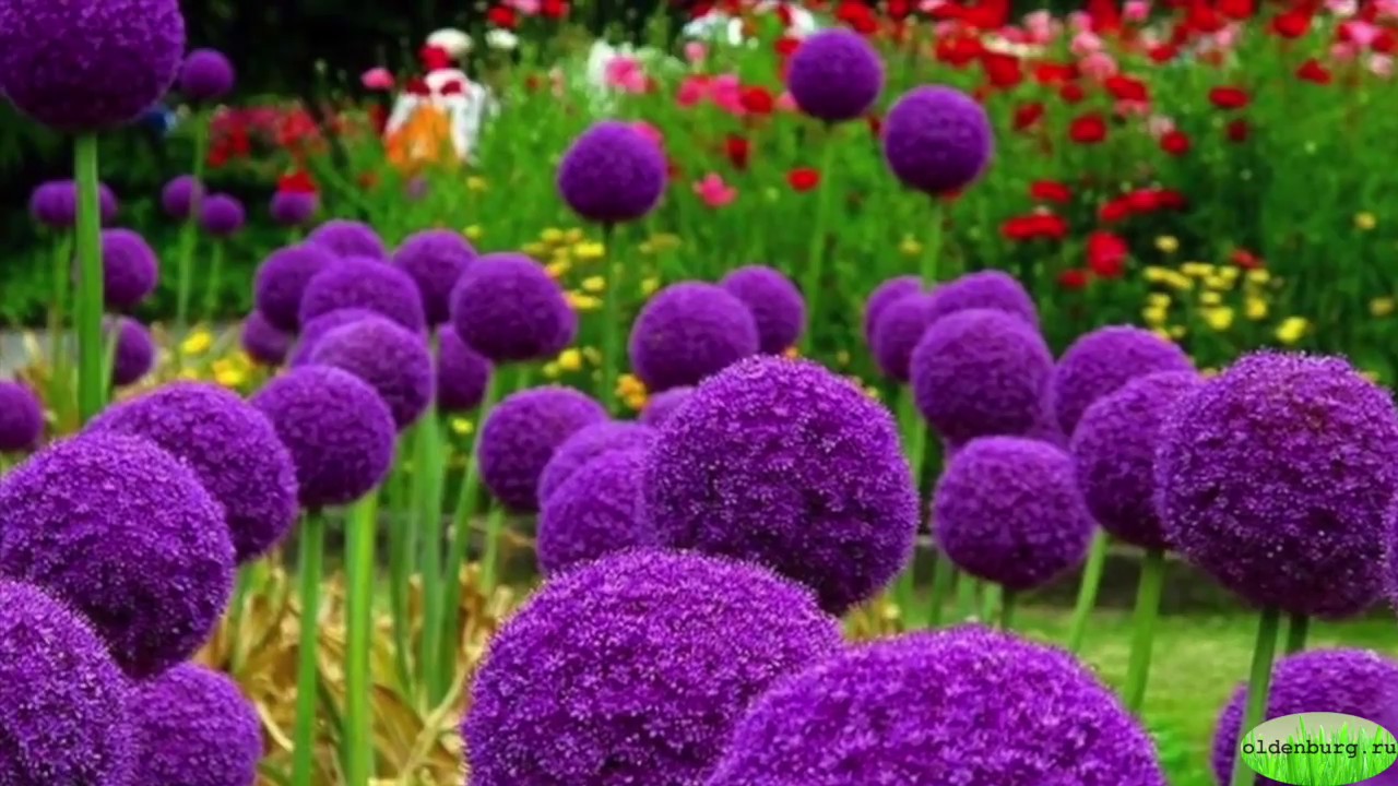 АЛЛИУМ 🌸 КАК ВЫРАЩИВАТЬ ЛУКОВИЧНЫЙ ЧУДО_ЦВЕТОК_АЛЛИУМ 🌺 Садовые цветы 🌼 ...