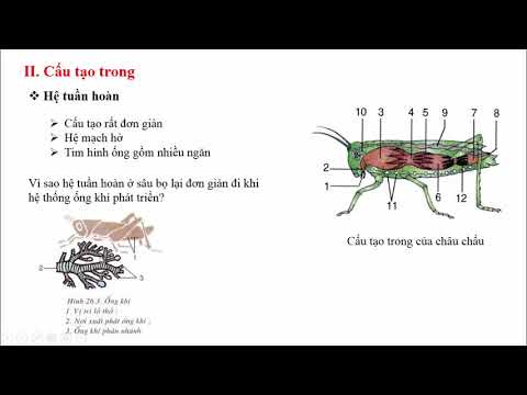 Bài 26: Châu chấu - Sinh học 7 - Hoc24.vn