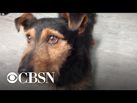 "Hamish the Irish Rail dog" reunited with family