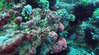 Apo Island - Coconut drift dive - 8 minutes