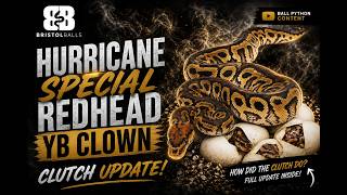 Did We Hit the Dream Combo 🤯 | Hurricane Clutch Update
