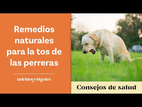 Remedios naturales para la tos de las perreras