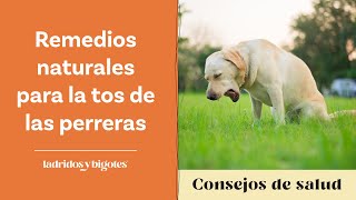 Remedios naturales para la tos de las perreras