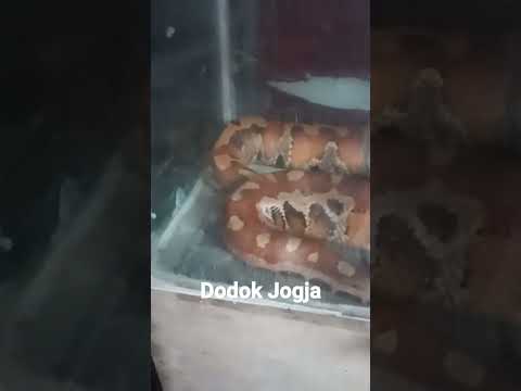 Ular Dipong Setelah makan merpati