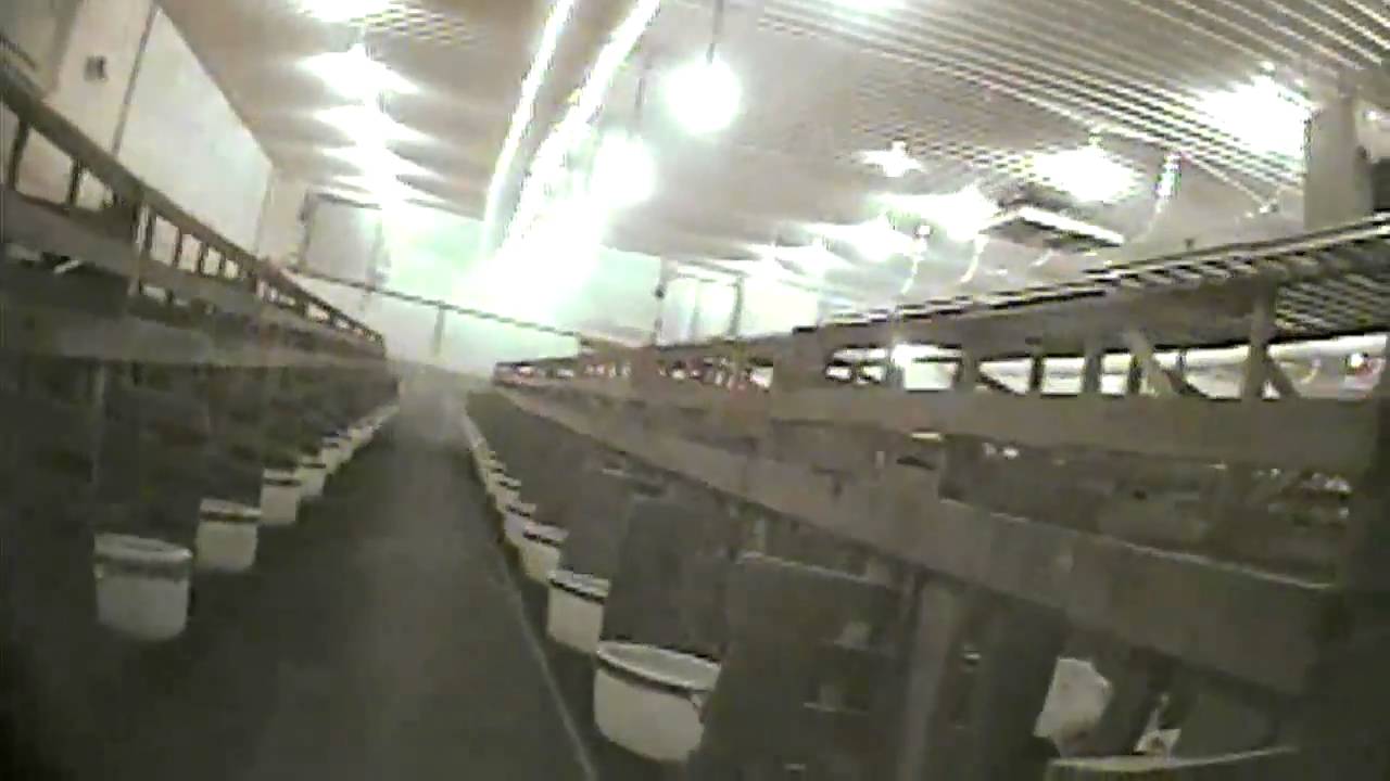 Veal Calves_Indoor Crates_Undercover Video_MFA saddam hussein