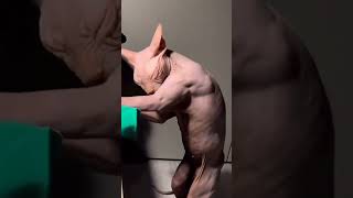 Famous giga Chad became a bald cat Net Worth