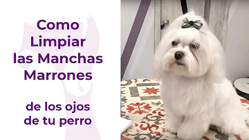 ¿Cómo se quitan las manchas marrones de un perro blanco?