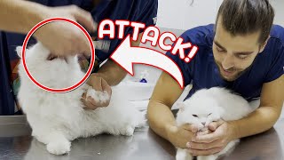 Adorable Cat Bites The Vet! ( A Cute Anger )