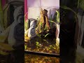 fishpond #nature #aquarium #fish #aquascape #planetaquarium #fishtank #guppy