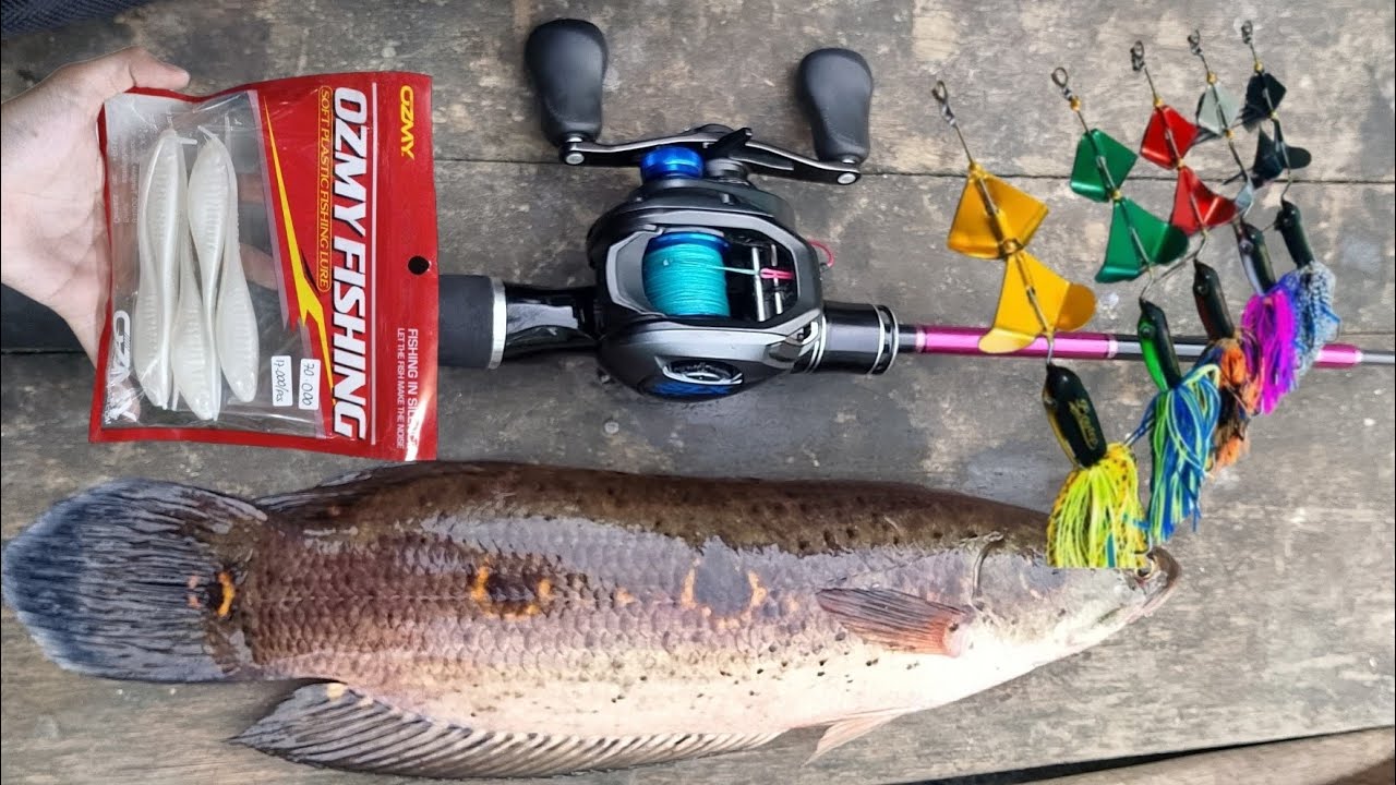 Sambaran Dasyat ❗❗ Mancing Ikan Toman Bunga// Shimano SLX XT 151 HG