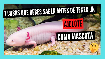 ¿Debería tener un Axolotl como mascota?