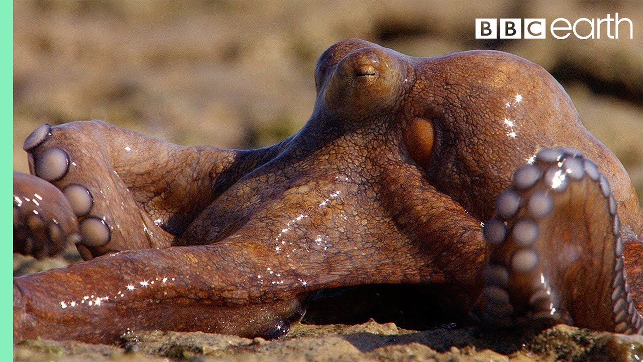 Extraordinary Octopus Takes To Land | The Hunt | BBC Earth