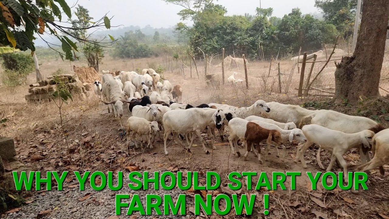 3-reasons-to-start-your-livestock-farm-sheep-goat-farming-in-africa