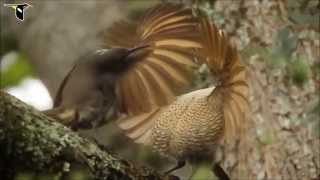 LA DANZA DEL PAJARO CAMPANA