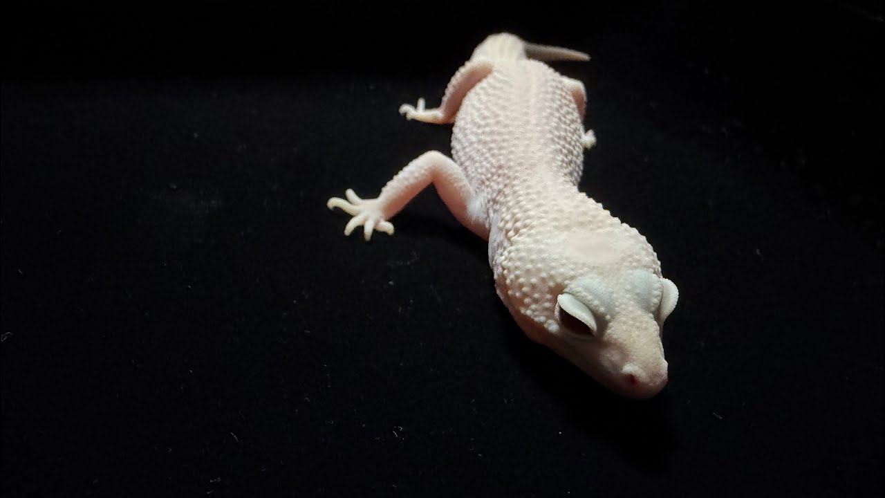 2026年レオパ繁殖親個体〜その①〜