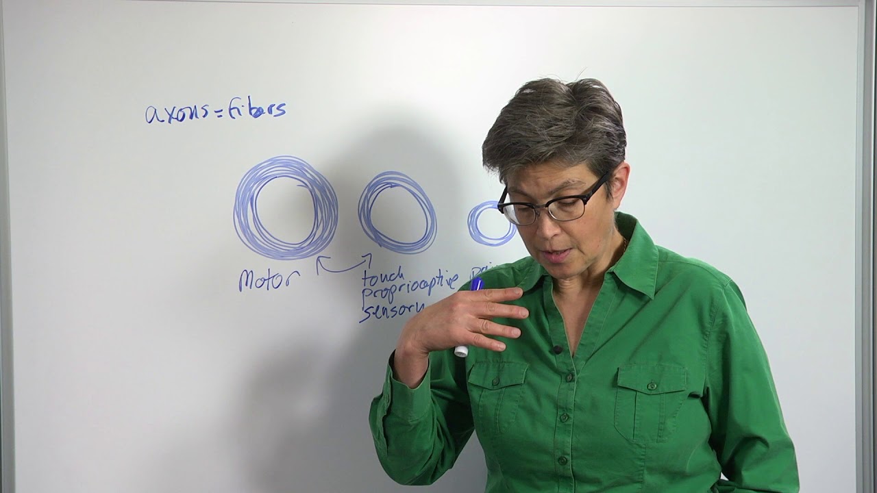 4.2 Spinal Nerve Fibers