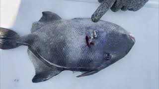 Cleaning Triggerfish (The Easy Way)