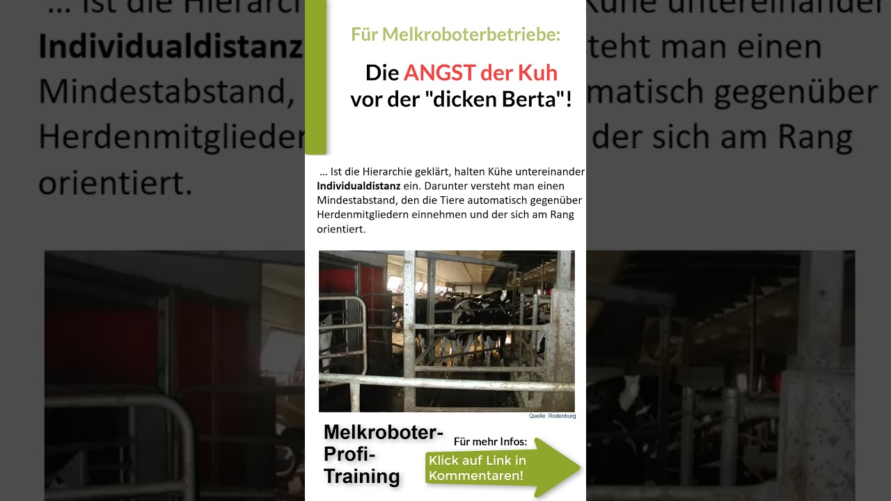 Was hat die Angst der Kuh mit dem Platz vor dem Melkroboter zu tun? #19 
