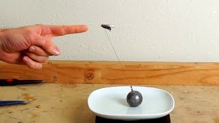 SİNEK KAÇ KİLO KALDIRABİLİR ?