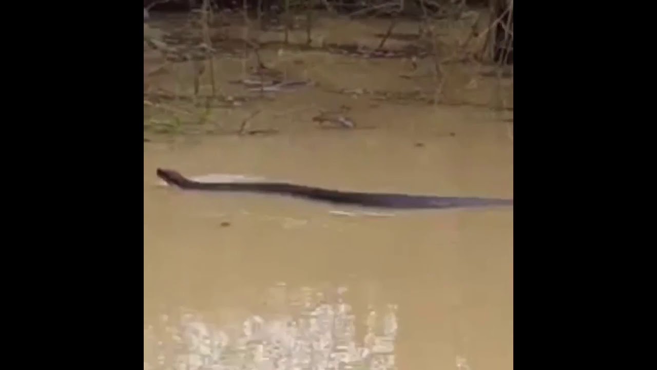 Cottonmouth snake bigger then my boat in Tennessee YouTube
