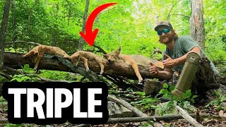 HOW TO LOCATE, CALL, and KILL SUMMERTIME COYOTES