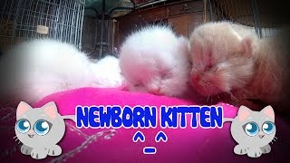 Anak Kucing ( peranakan Garfield & Persian )