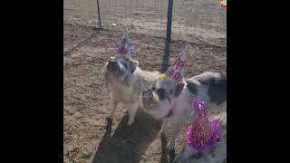 Huckleberry and Finns 3rd Birthday! #minipigs #smartpigs