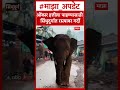 Sindhudurg Onkar Elephant : ओंकार हत्तीला पाहण्यासाठी सिंधुदुर्गात रस्त्यावर गर्दी