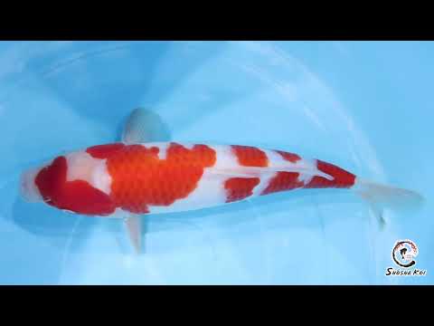 Kohaku - SK-576