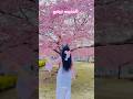 සුන්දර සකුරාවේ #dayinthelife #japanvlog #srilankan #lifeinjapan #travel #sakura #travel