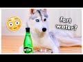 Husky tries fizzy water for the first time does she like it