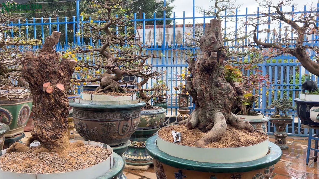 Xem Anh Em Bình Định Vào phôi mai xù vip sẽ như thế nào nhé