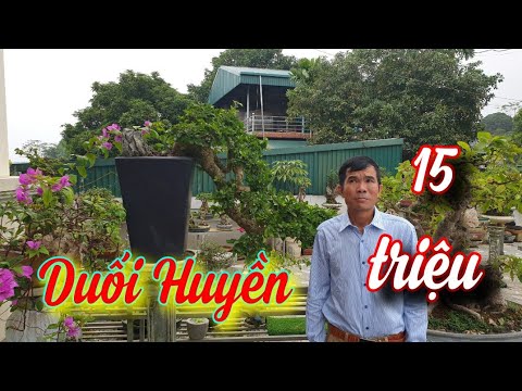 Video SH.4501. Báo giá 15 triệu cây Duối dáng Huyền vườn... - youtube