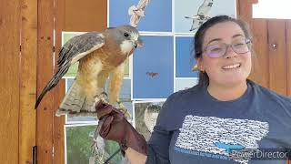 Hawk Identification