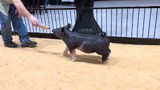 68-3 x gilt