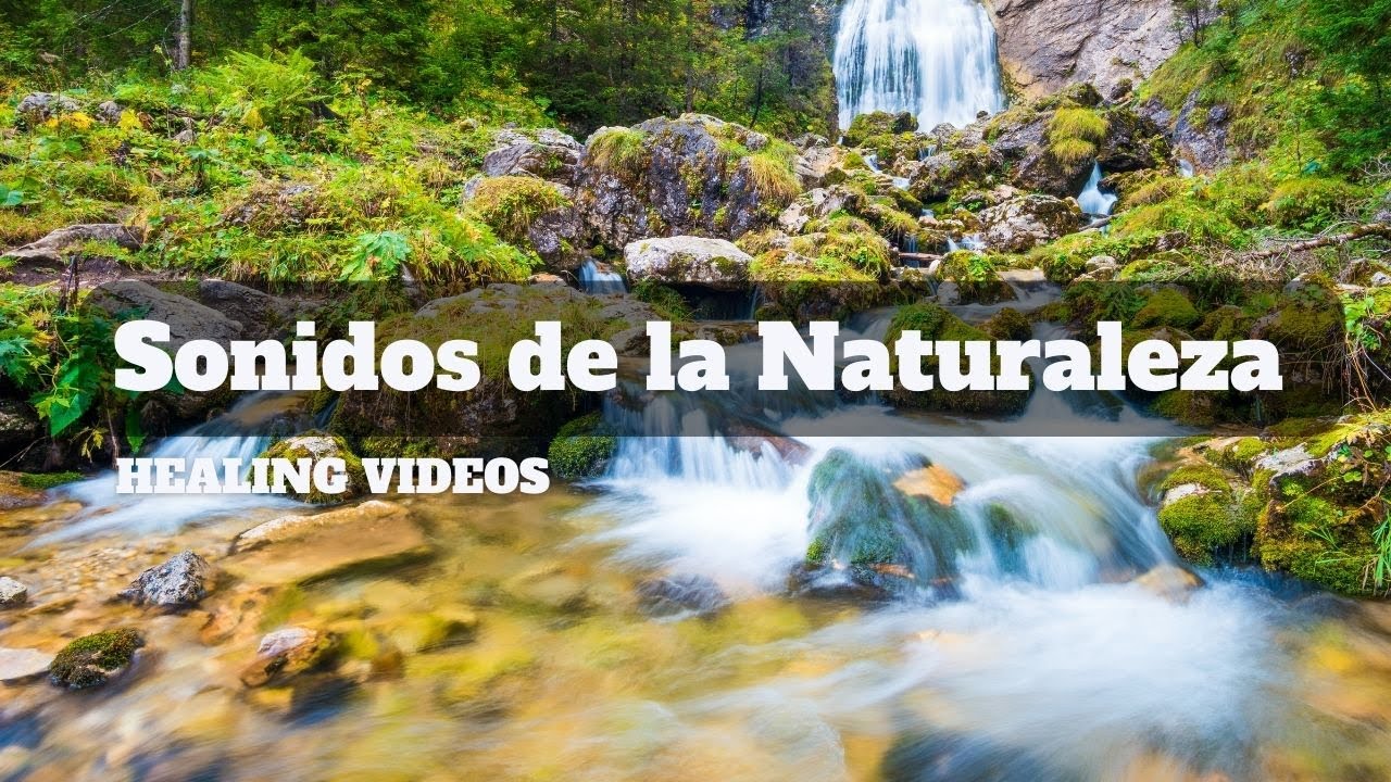 Sonidos De La Naturaleza Sin Copyright Gratis www.youtube.com