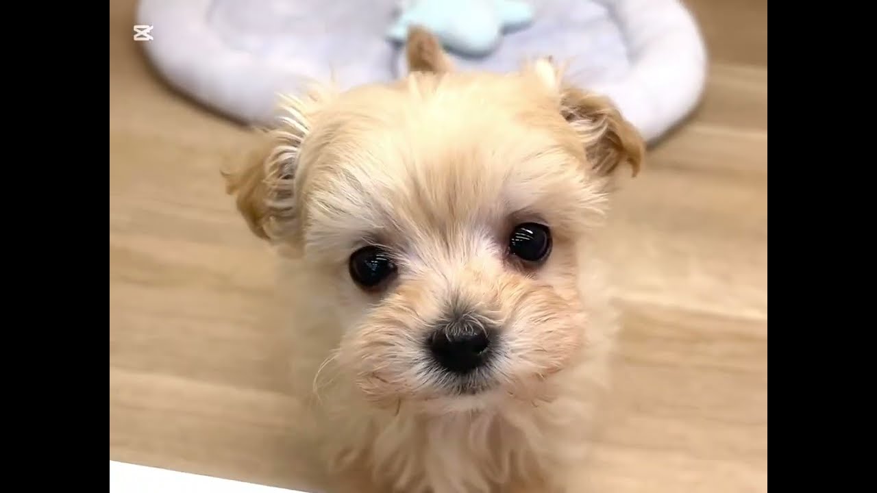 ほっこり北通vol.260 】短いマズルで小顔の癒し系マルプーちゃんが入店