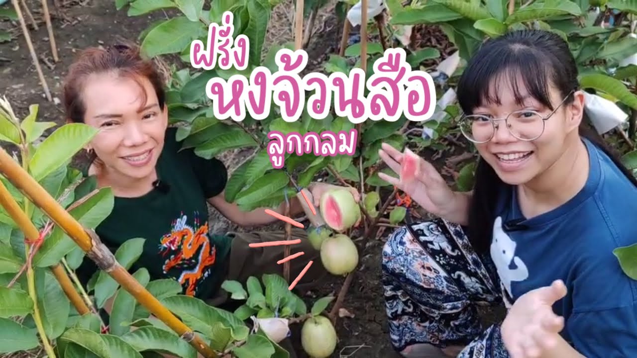 ฝรั่งไส้แดง 'หงจ้วนสือลูกกลม' หวานอร่อย เมล็ดน้อย ติดผลดกมาก!