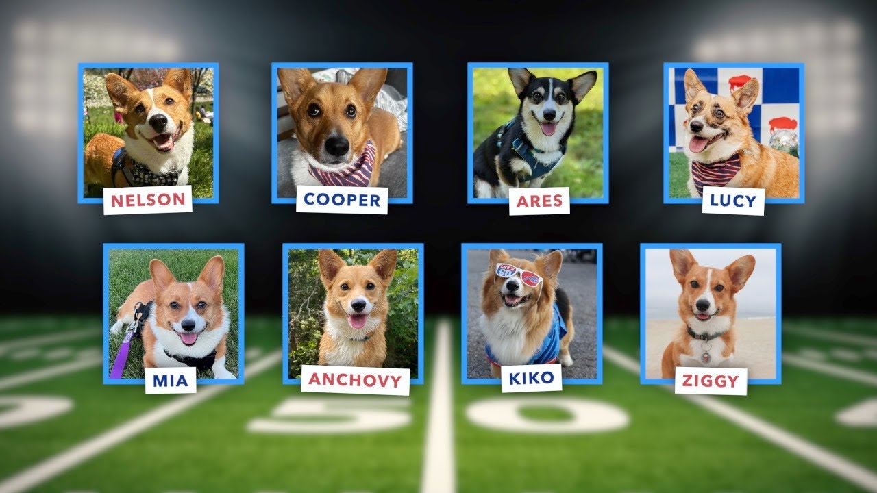 Meet Some Of The Corgis That Will Be Racing During Halftime Of The meet-some-of-the-corgis-that-will-be-racing-during-halftime-of-the