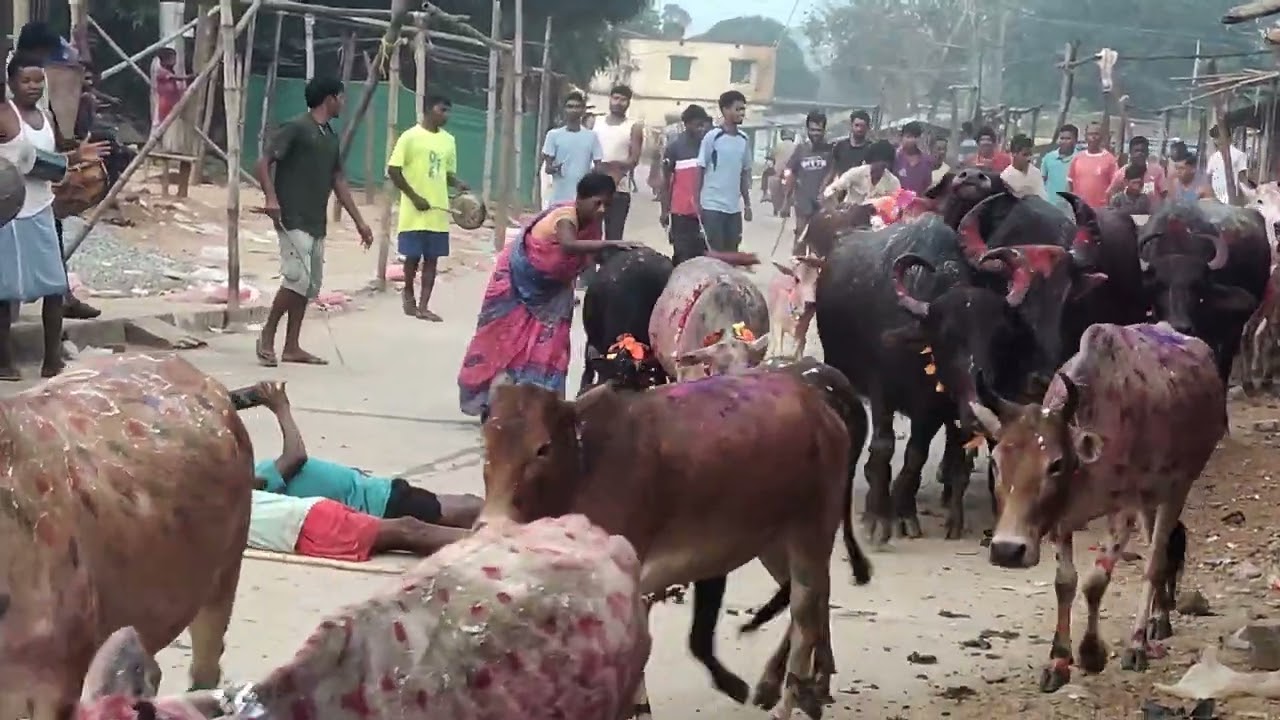 बिरबांकी का सोहराई पर्व 
