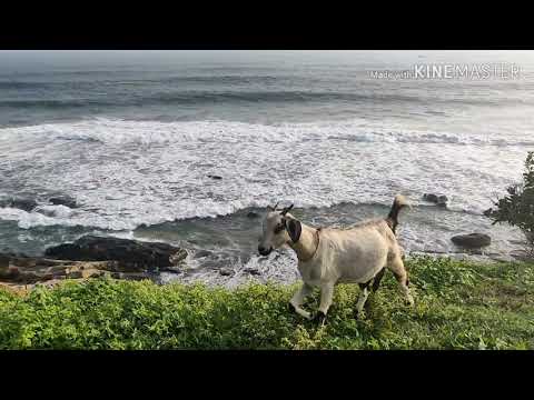 Aadu - Chingari Aadu 🐐