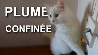 PLUME CONFINÉE - PAROLE DE CHAT