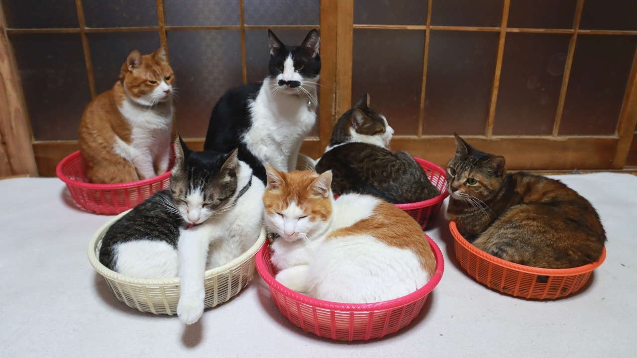 6匹のかご猫 260517 - YouTube