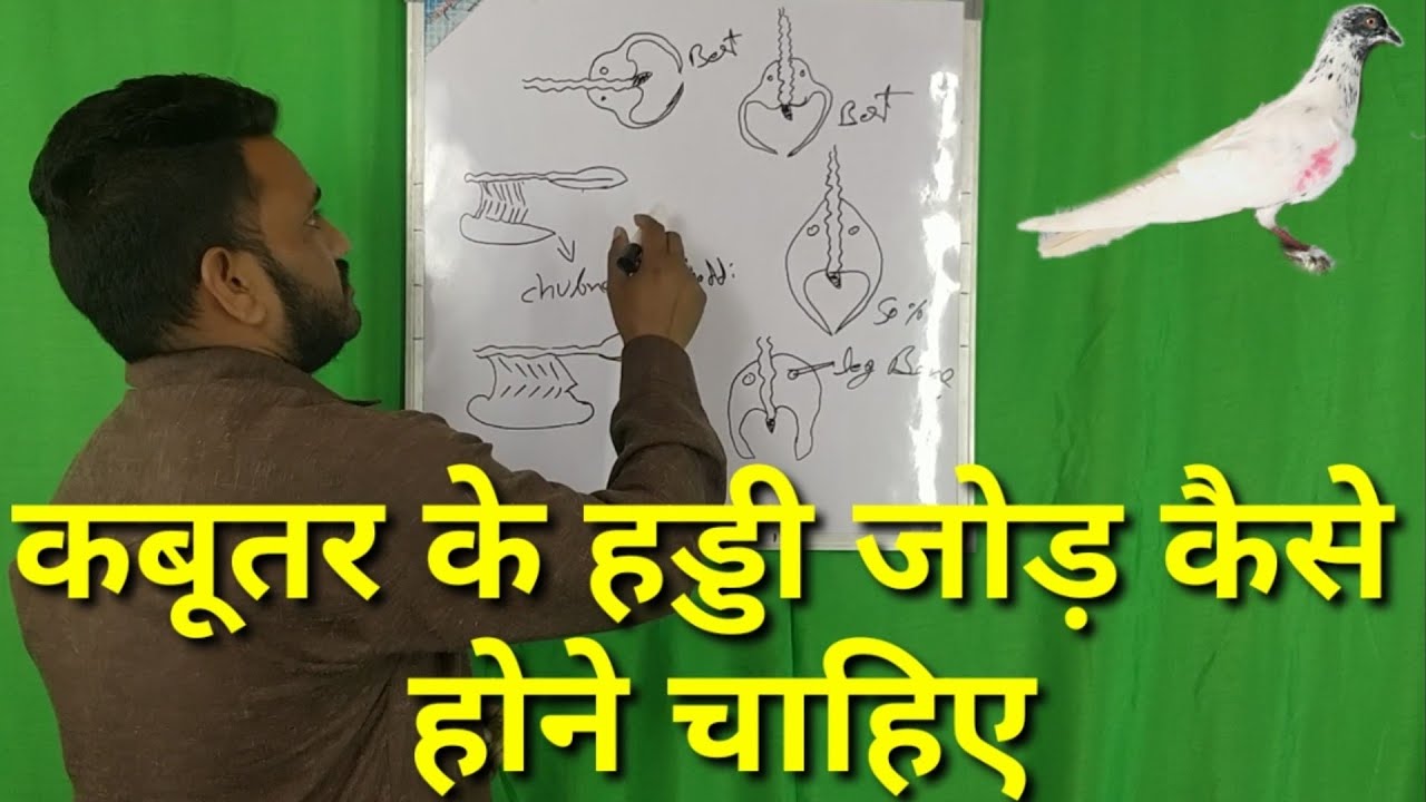 Какими должны быть суставы у голубя?