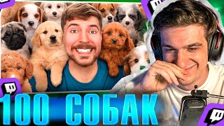 ЭВЕЛОН СМОТРИТ: MrBeast - Я Спас 100 Брошенных Собак! | РЕАКЦИЯ